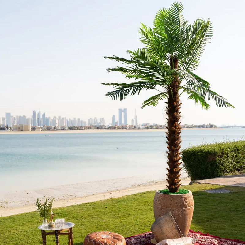Palm Tree