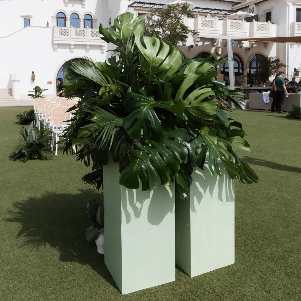 Tall white planters with green foliage on a grassy area with a building in the background